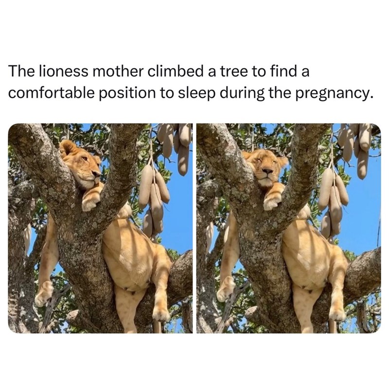 The lioness mother climbed a tree to find a comfortable position to sleep during the pregnancy.