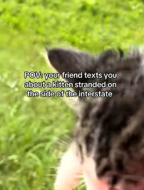 POV: your friend texts you about a kitten stranded on the side of the interstate