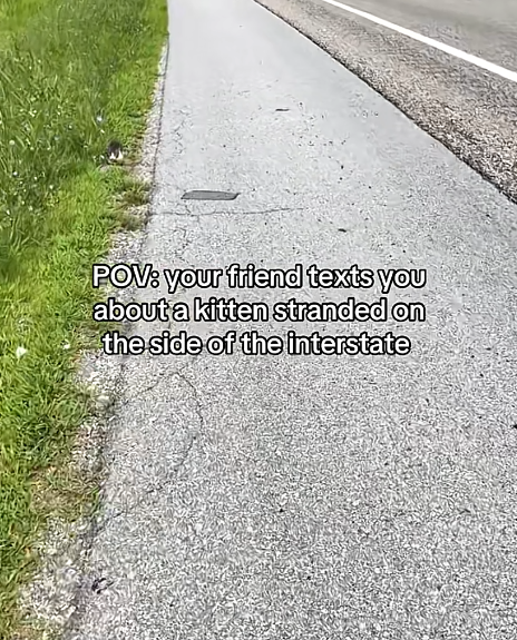 POV: your friend texts you about a kitten stranded on the side of the interstate