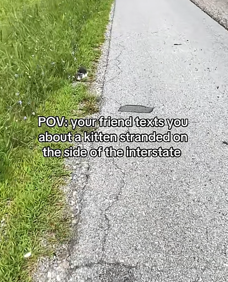 POV: your friend texts you about a kitten stranded on the side of the interstate