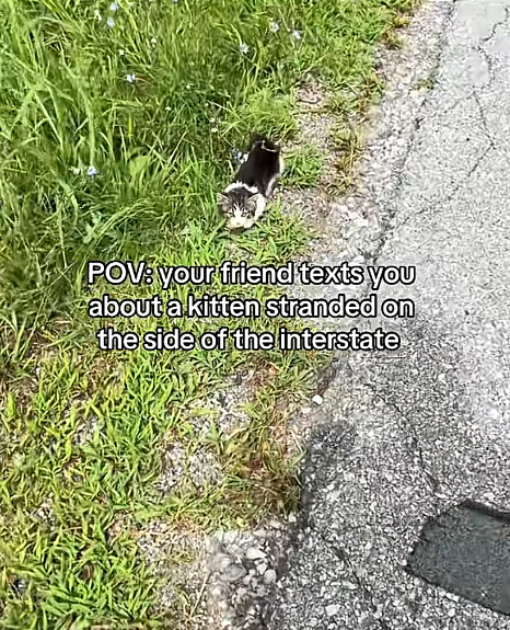 POV: your friend texts you about a kitten stranded on the side of the interstate