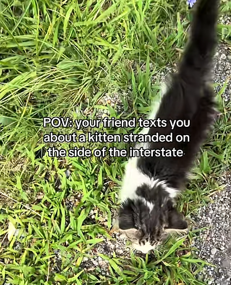 POV: your friend texts you about a kitten stranded on the side of the interstate.