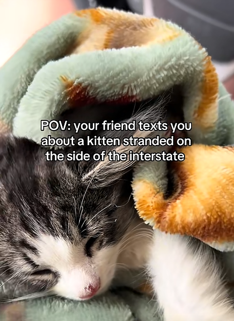 POV: your friend texts you about a kitten stranded on the side of the interstate