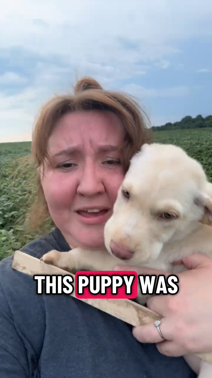 THIS PUPPY WAS