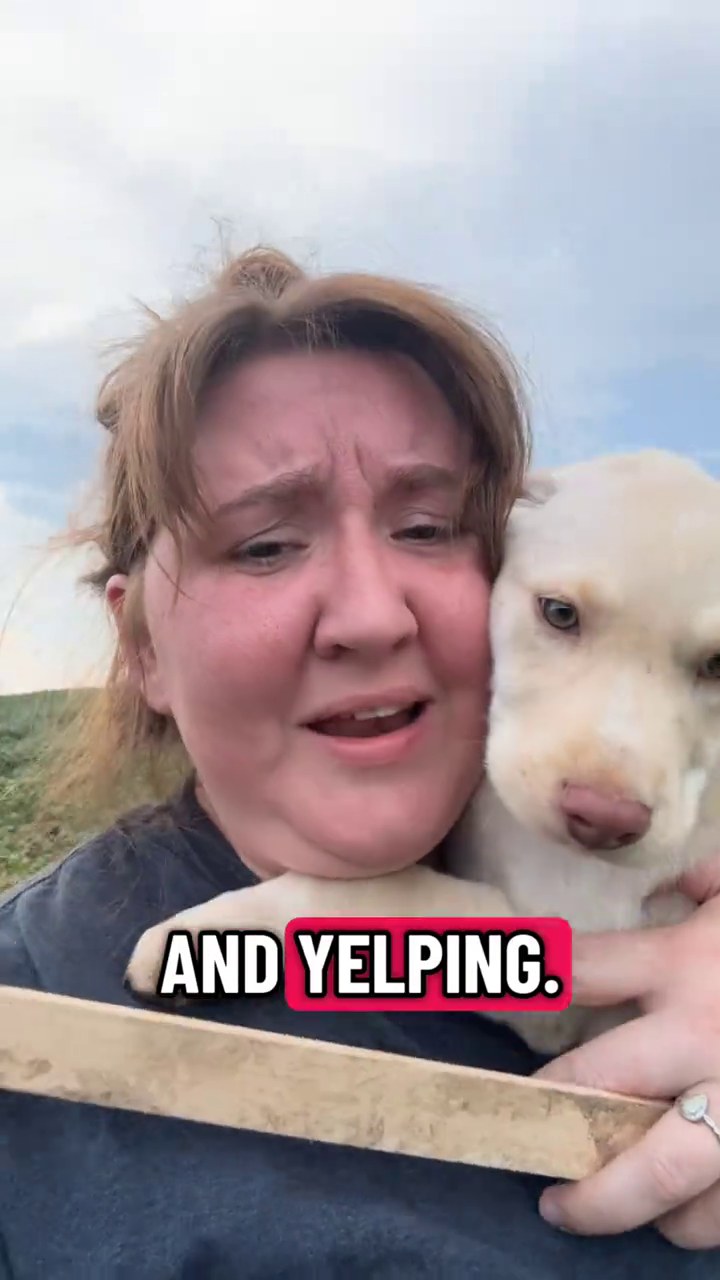 AND YELPING.