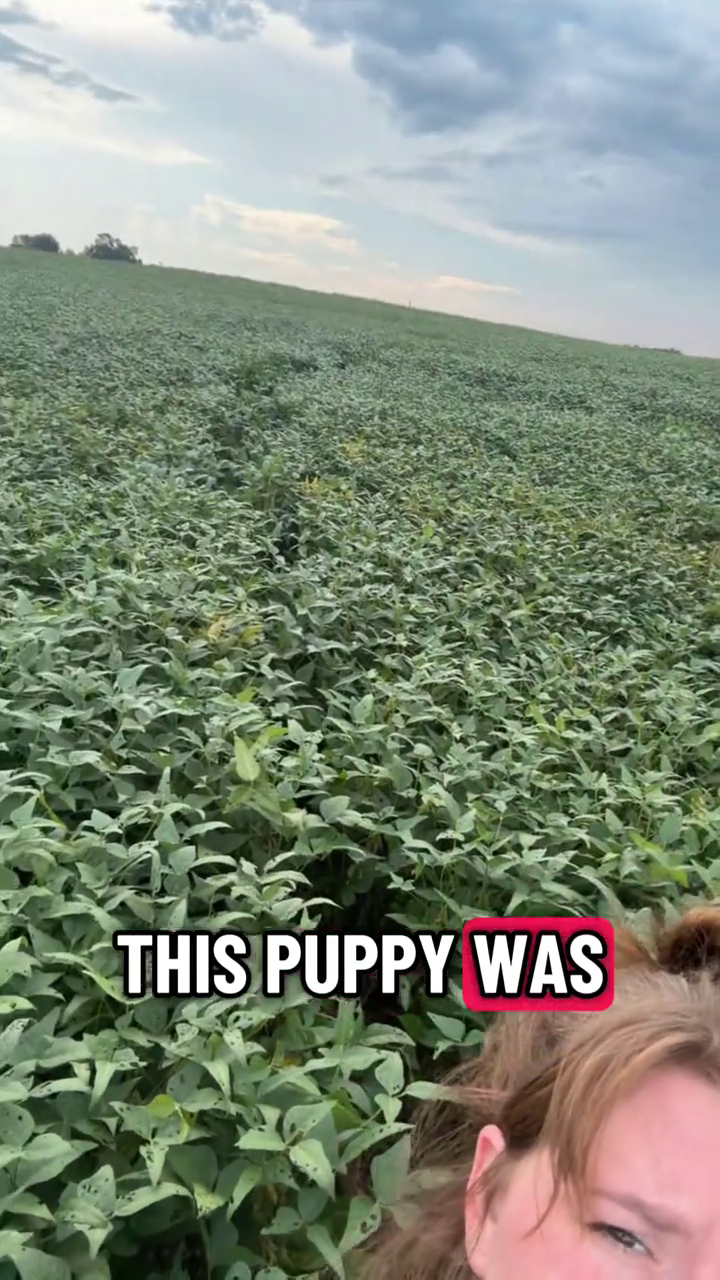 THIS PUPPY WAS