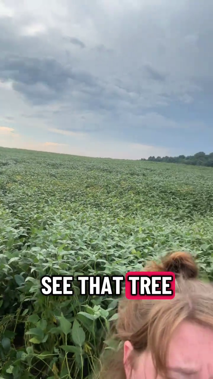 SEE THAT TREE