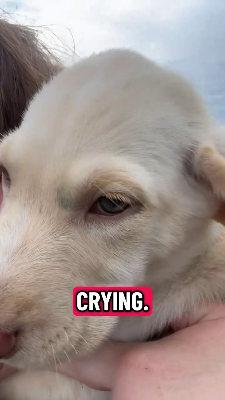 CRYING.