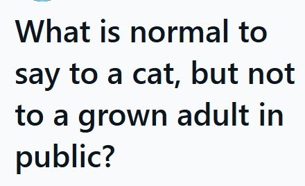 What is normal to say to a cat, but not to a grown adult in public?