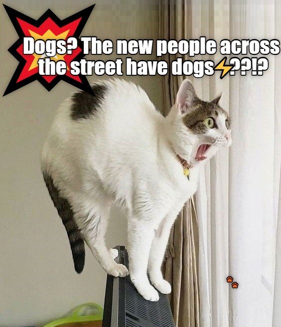 Dogs? The new people acrosS the street have dogs??!?