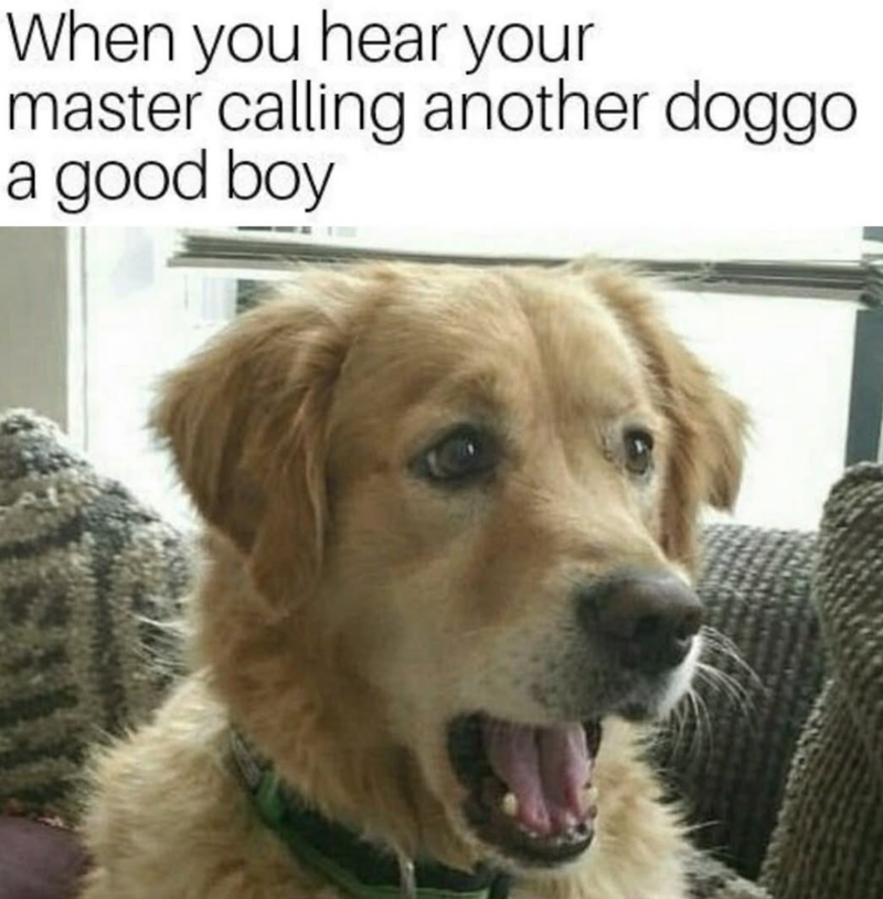 When you hear your master calling another doggo a good boy