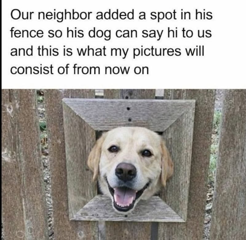 Our neighbor added a spot in his fence so his dog can say hi to us and this is what my pictures will consist of from now on