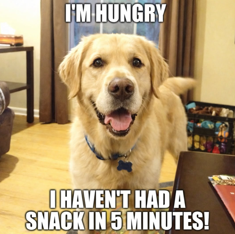 I'M HUNGRY I HAVEN'T HAD A SNACK IN 5 MINUTES!