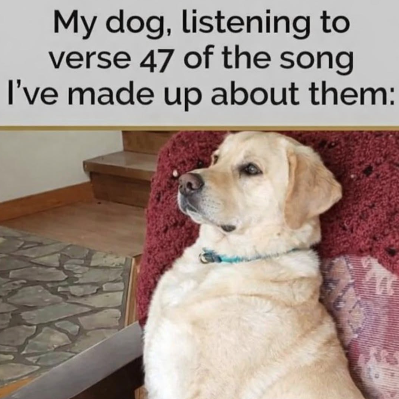 My dog, listening to verse 47 of the song I've made up about them: