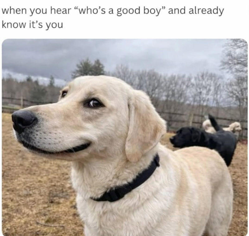 when you hear "who's a good boy" and already know it's you