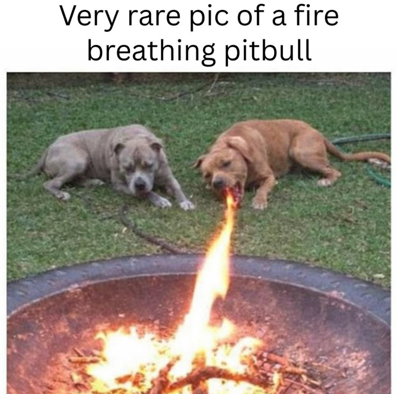Very rare pic of a fire breathing pitbull