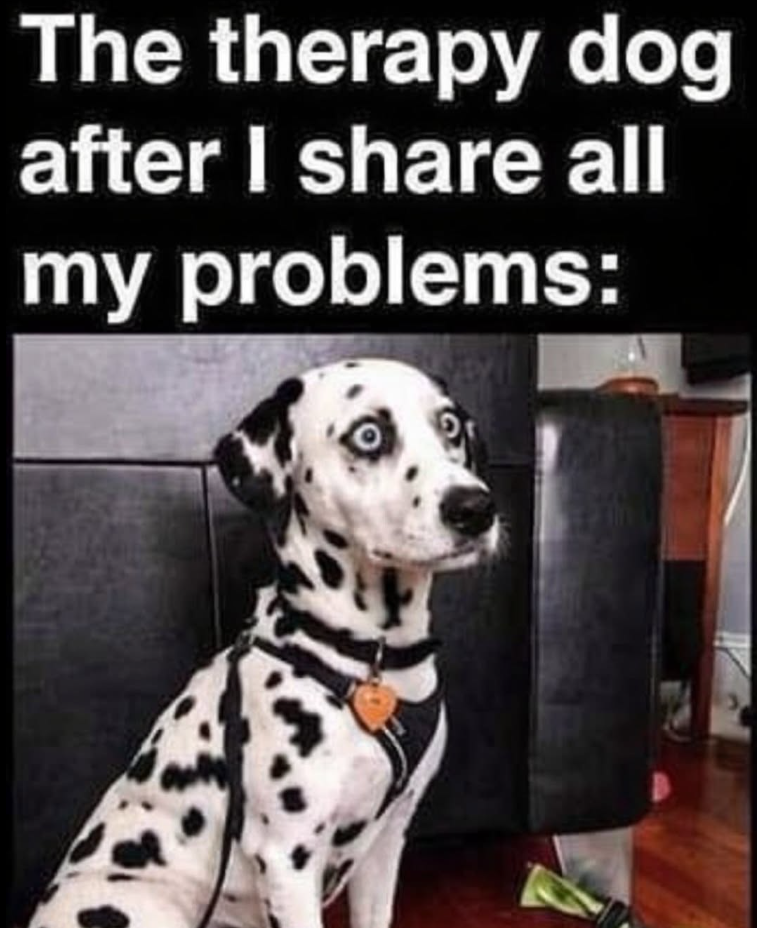 The therapy dog after I share all my problems: