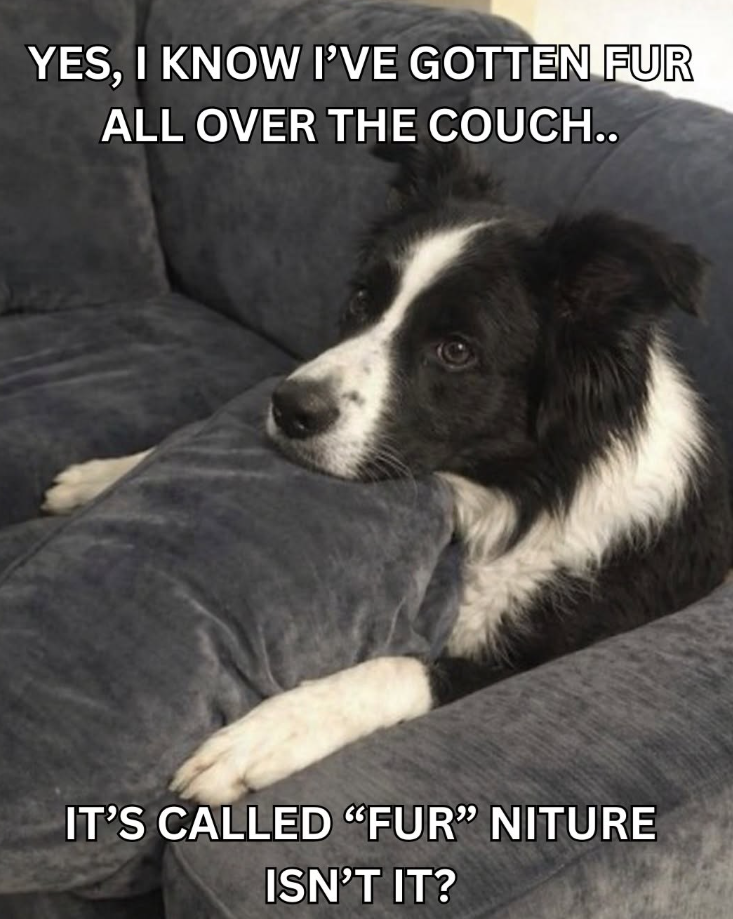 YES, I KNOW I'VE GOTTEN FUR ALL OVER THE COUCH.. IT'S CALLED "FUR" NITURE ISN'T IT?