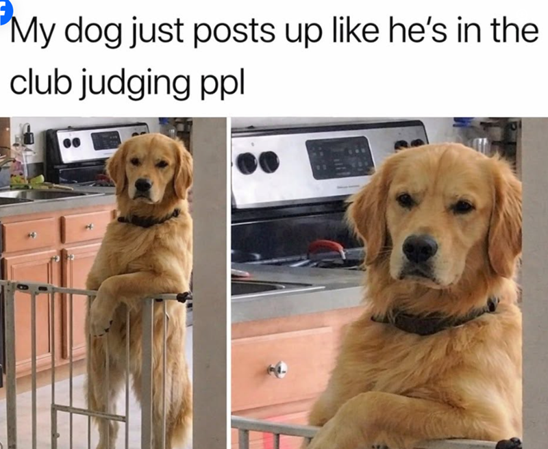 "My dog just posts up like he's in the club judging ppl