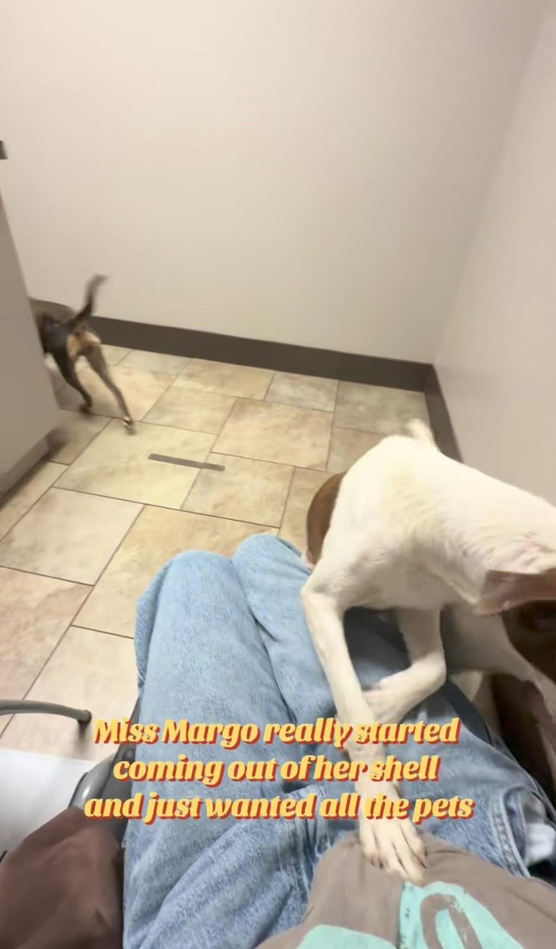 Miss Margo really started coming out of her shell and just wanted all the pets