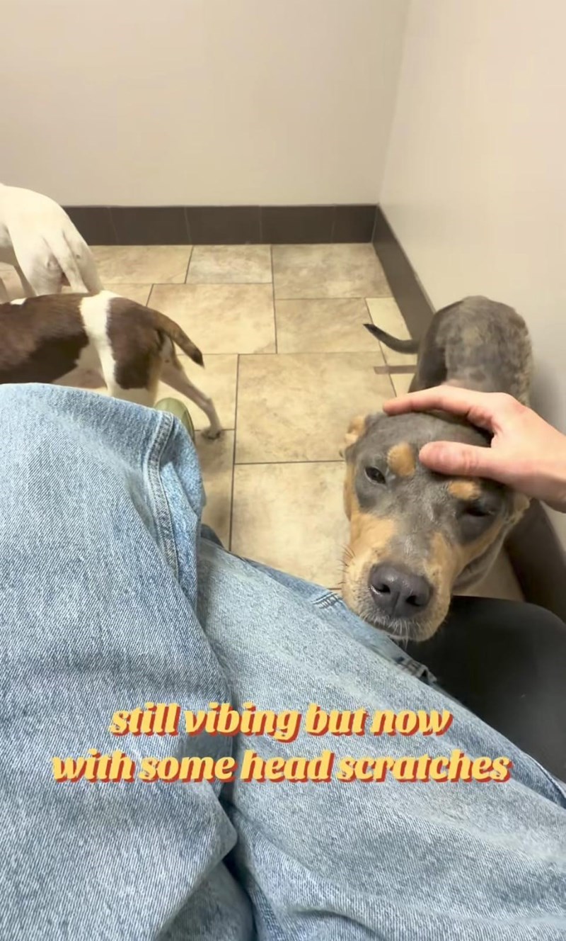 still vibing but now with some head scratches