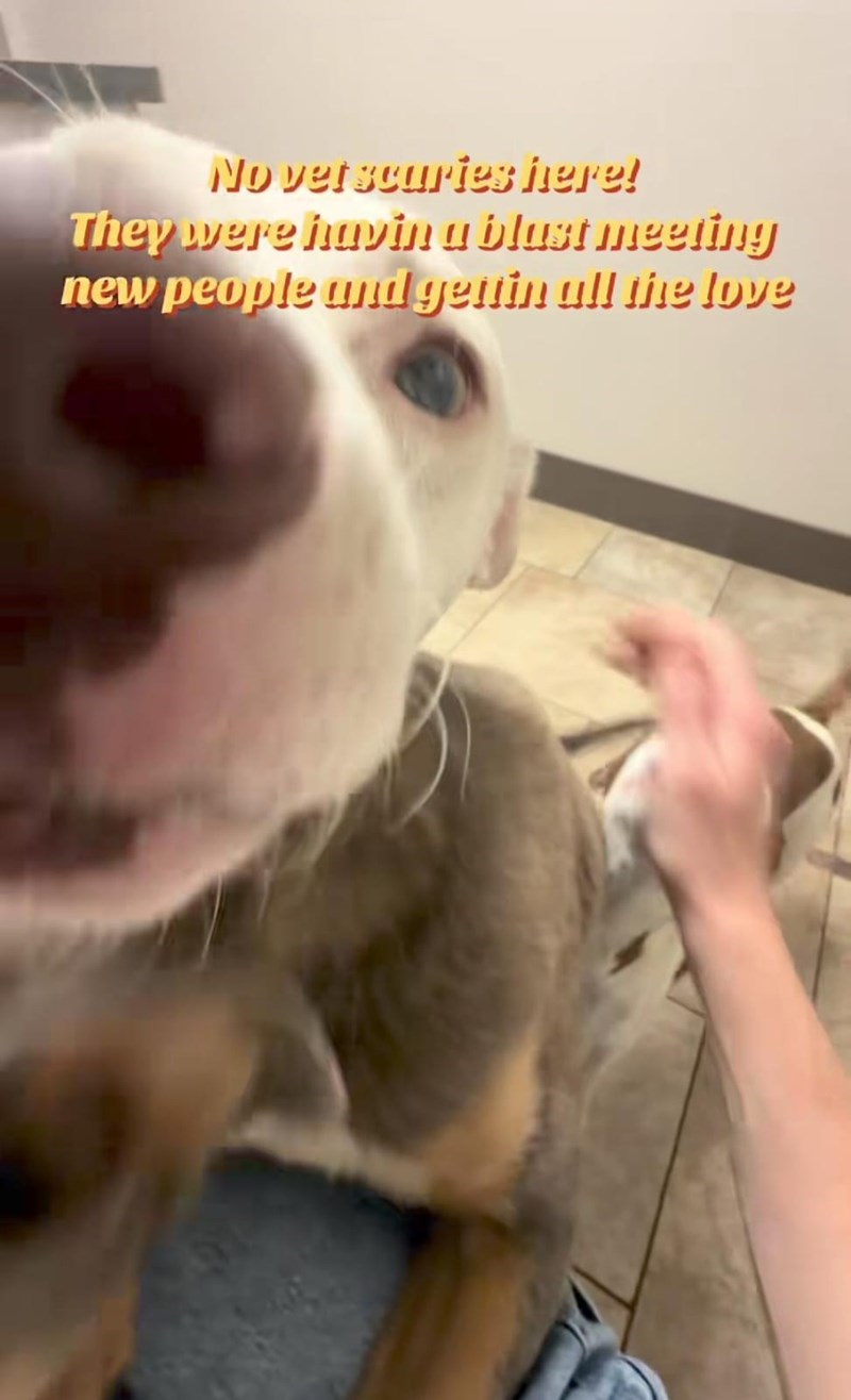 No vetscuries here! They were havin a blast meeting new people and gettin all the love