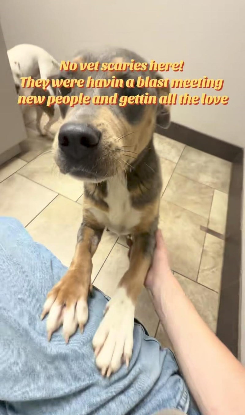 No vet scuries here! They were havin a blast meeting new people and gettin all the love