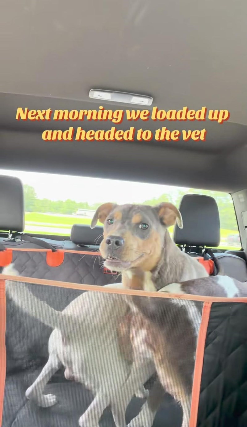 Next morning we loaded up and headed to the vet
