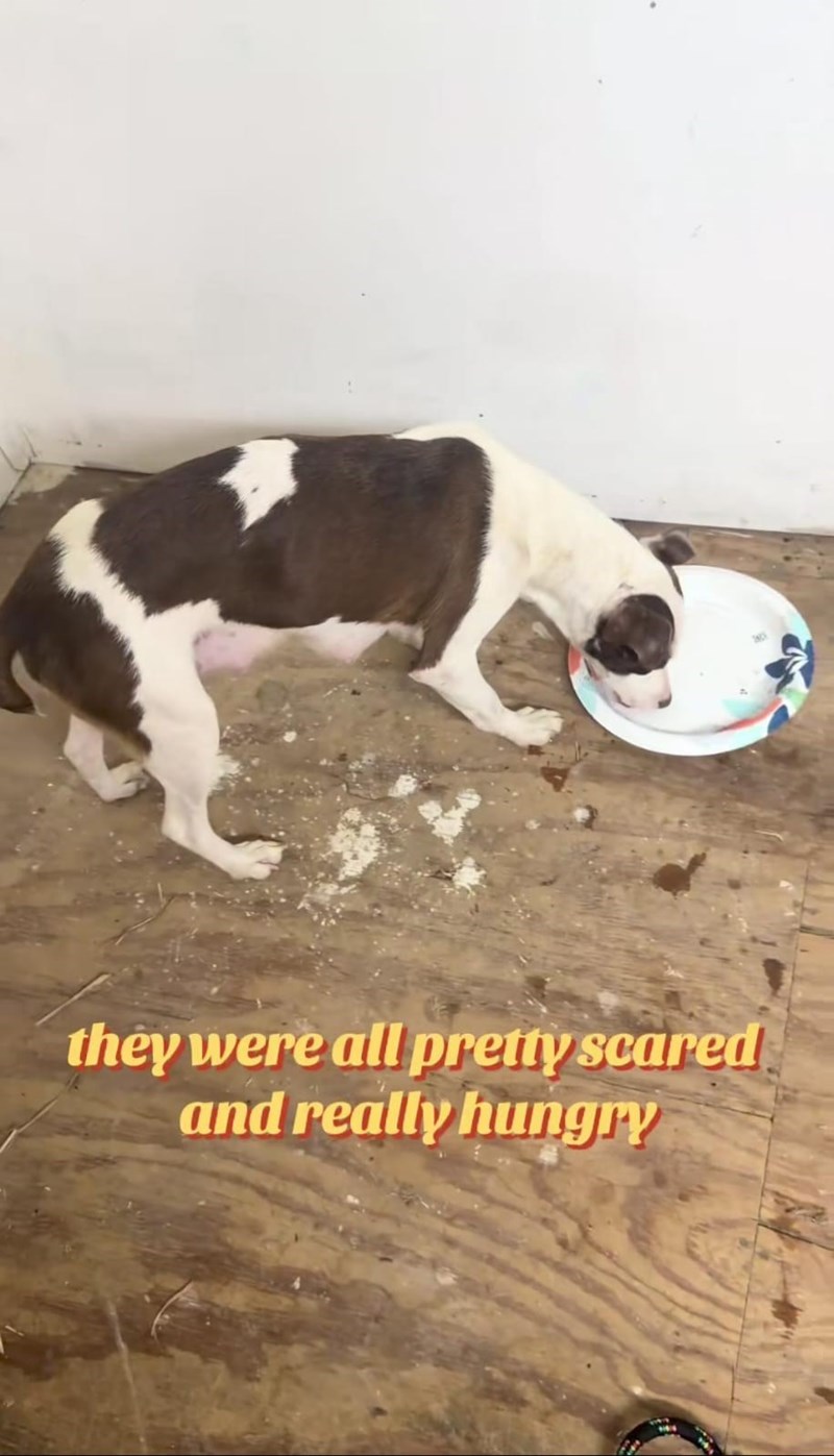 they were all pretty scared and really hungry