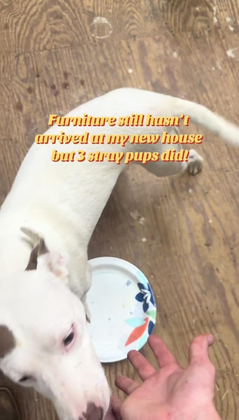 Furniture still hasn't arrived at my new house but 3 stray pups did!