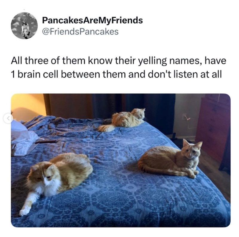 PancakesAreMyFriends @FriendsPancakes All three of them know their yelling names, have 1 brain cell between them and don't listen at all