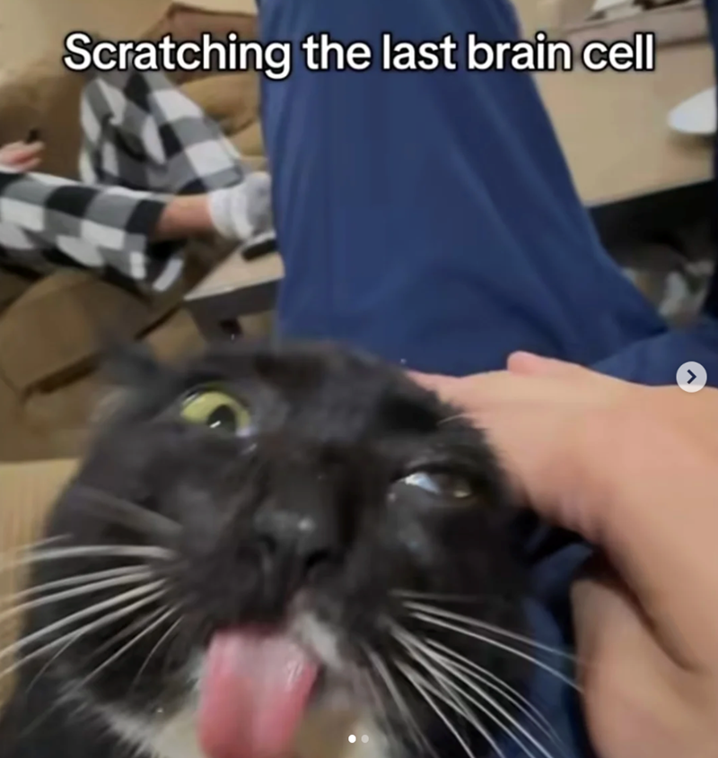 Scratching the last brain cell >