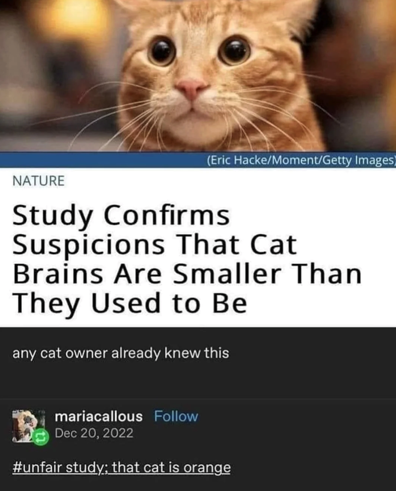 NATURE (Eric Hacke/Moment/Getty Images) Study Confirms Suspicions That Cat Brains Are Smaller Than They Used to Be any cat owner already knew this mariacallous Follow Dec 20, 2022 #unfair study; that cat is orange