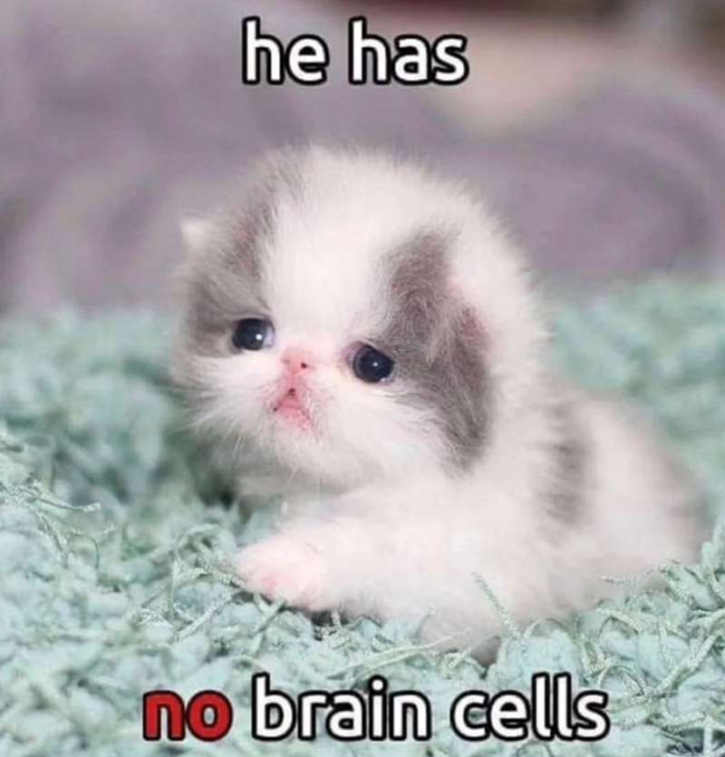 he has no brain cells