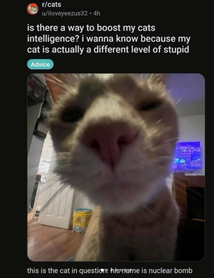 r/cats u/iloveyeezus32.4h is there a way to boost my cats intelligence? i wanna know because my cat is actually a different level of stupid Advice this is the cat in question. his name is nuclear bomb