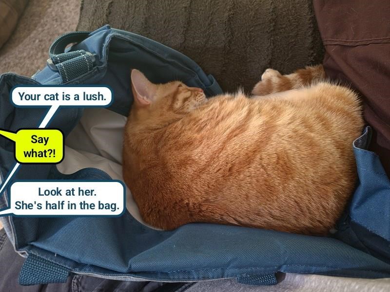 Your cat is a lush. Say what?! Look at her. She's half in the bag.