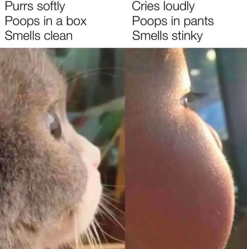 Purrs softly Poops in a box Smells clean Cries loudly Poops in pants Smells stinky