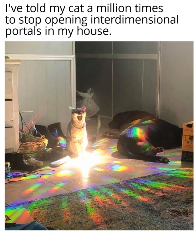 I've told my cat a million times to stop opening interdimensional portals in my house.