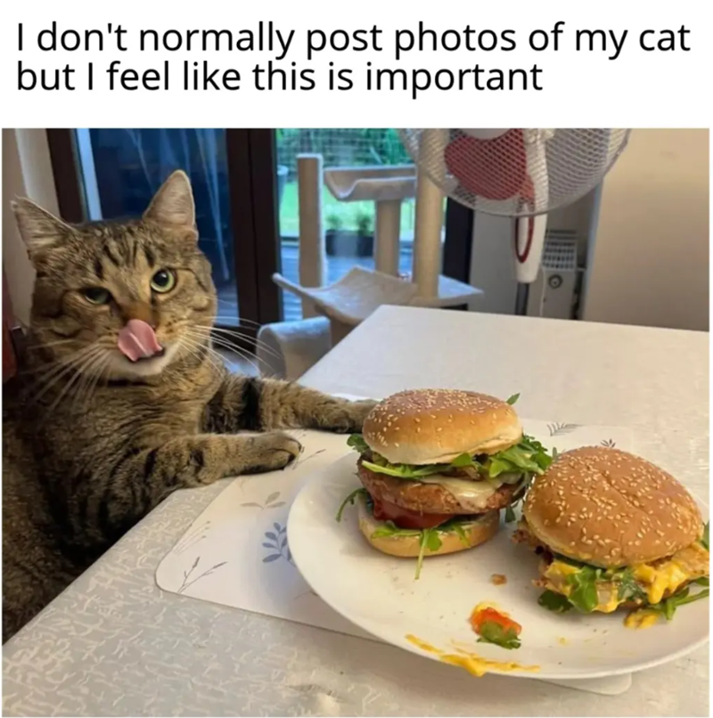 Cheezburger Image 10657843456
