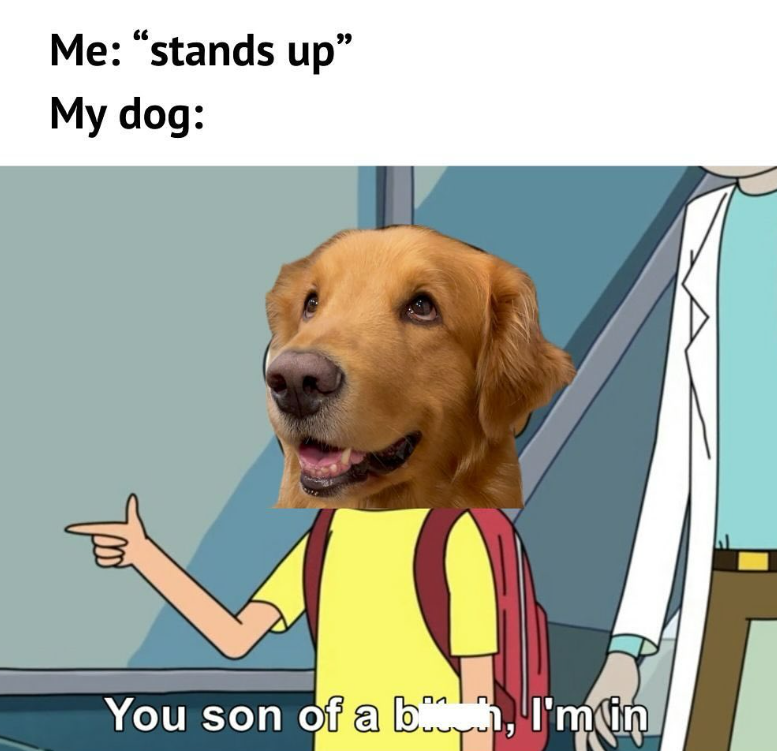 Me: "stands up" My dog: треб You son of a bin, I'm in