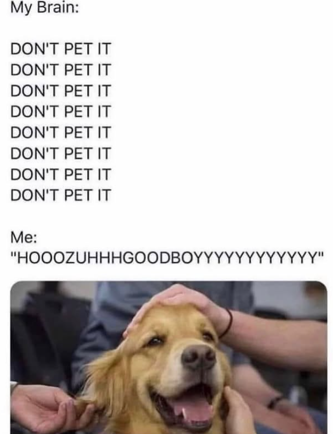 My Brain: DON'T PET IT DON'T PET IT DON'T PET IT DON'T PET IT DON'T PET IT DON'T PET IT DON'T PET IT DON'T PET IT Me: "HOOOZUHHHGOODBOYYYYYYYYYYYY"