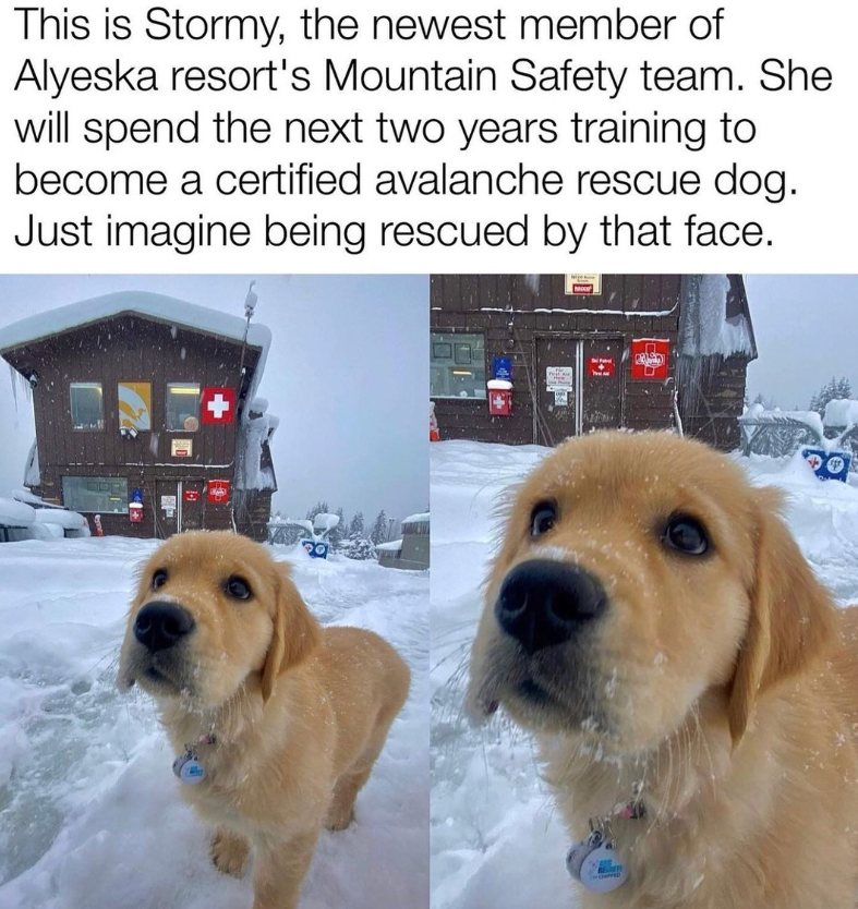 This is Stormy, the newest member of Alyeska resort's Mountain Safety team. She will spend the next two years training to become a certified avalanche rescue dog. Just imagine being rescued by that face. H
