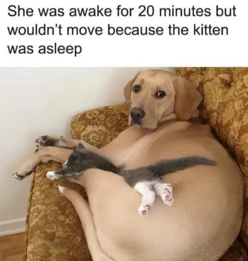 She was awake for 20 minutes but wouldn't move because the kitten was asleep