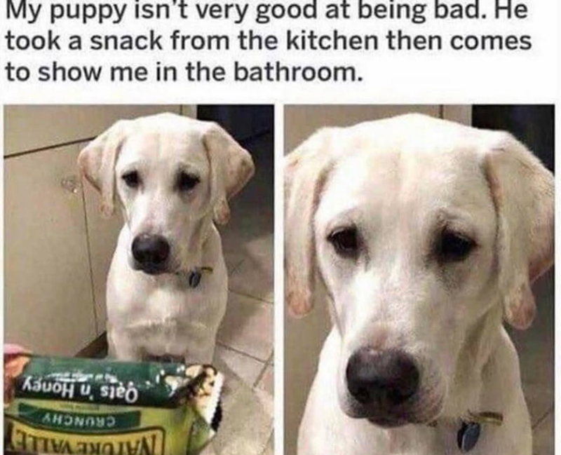 My puppy isn't very good at being bad. He took a snack from the kitchen then comes to show me in the bathroom. PHONG82