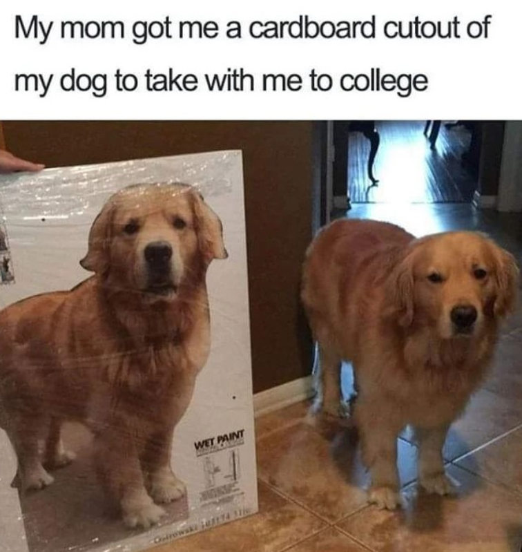 My mom got me a cardboard cutout of my dog to take with me to college WET PAINT Ourowski 1174 31