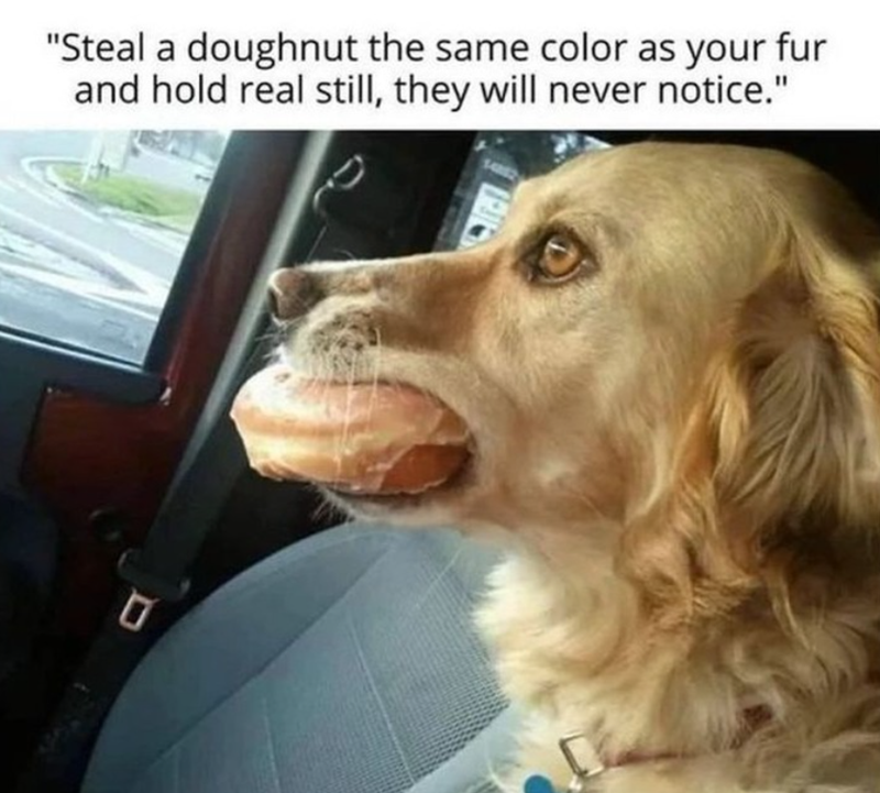 "Steal a doughnut the same color as your fur and hold real still, they will never notice."