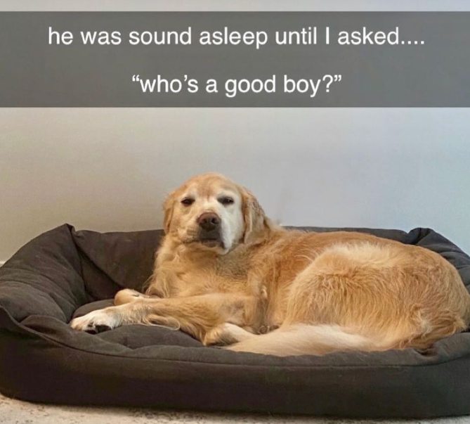 he was sound asleep until I asked.... "who's a good boy?"