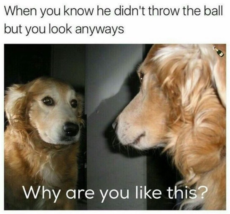 When you know he didn't throw the ball but you look anyways Why are you like this?