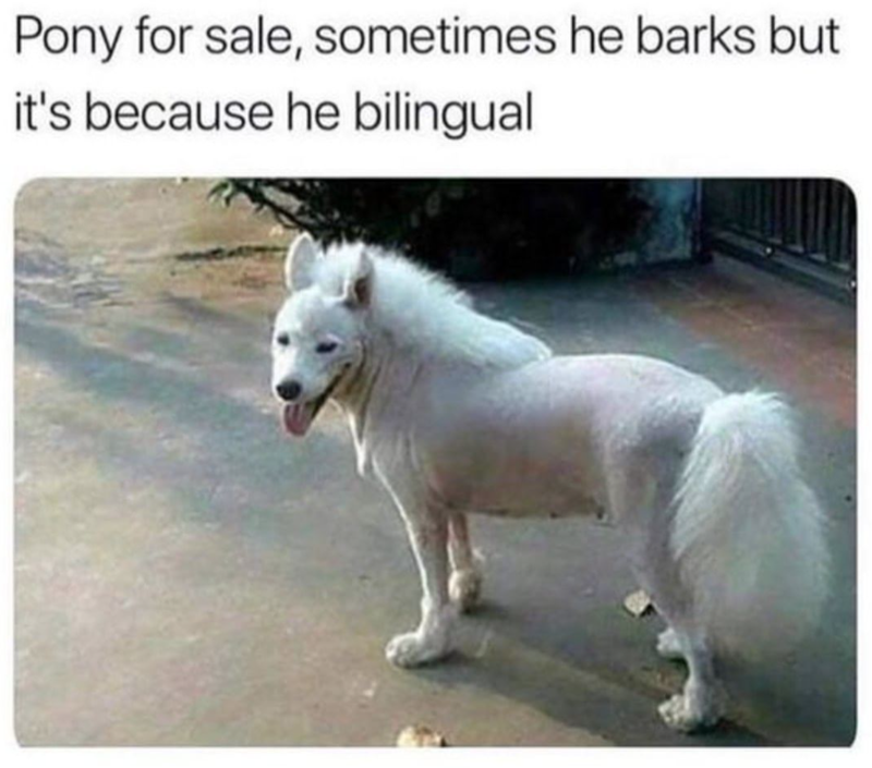 Pony for sale, sometimes he barks but it's because he bilingual