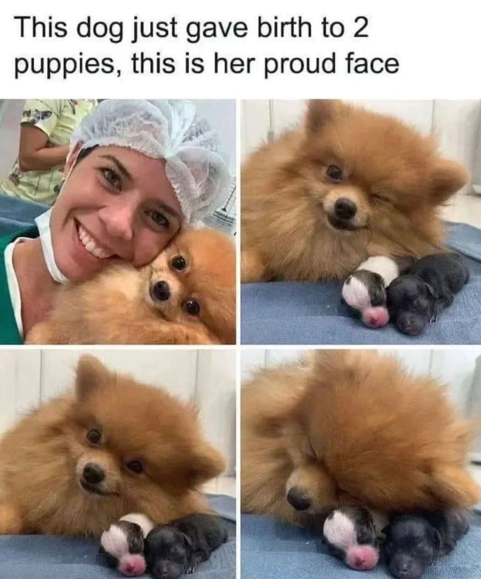 This dog just gave birth to 2 puppies, this is her proud face